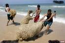aid adha